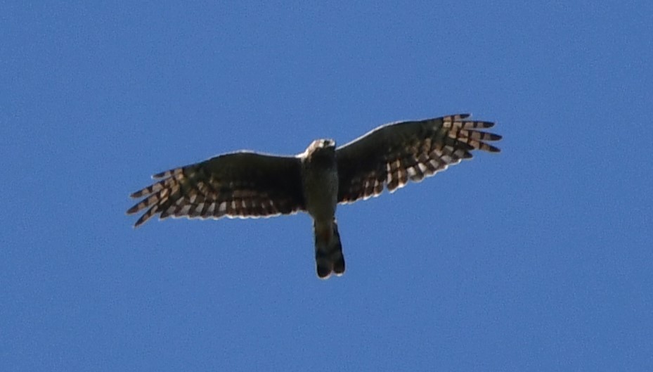 Northern Harrier - ML622823947