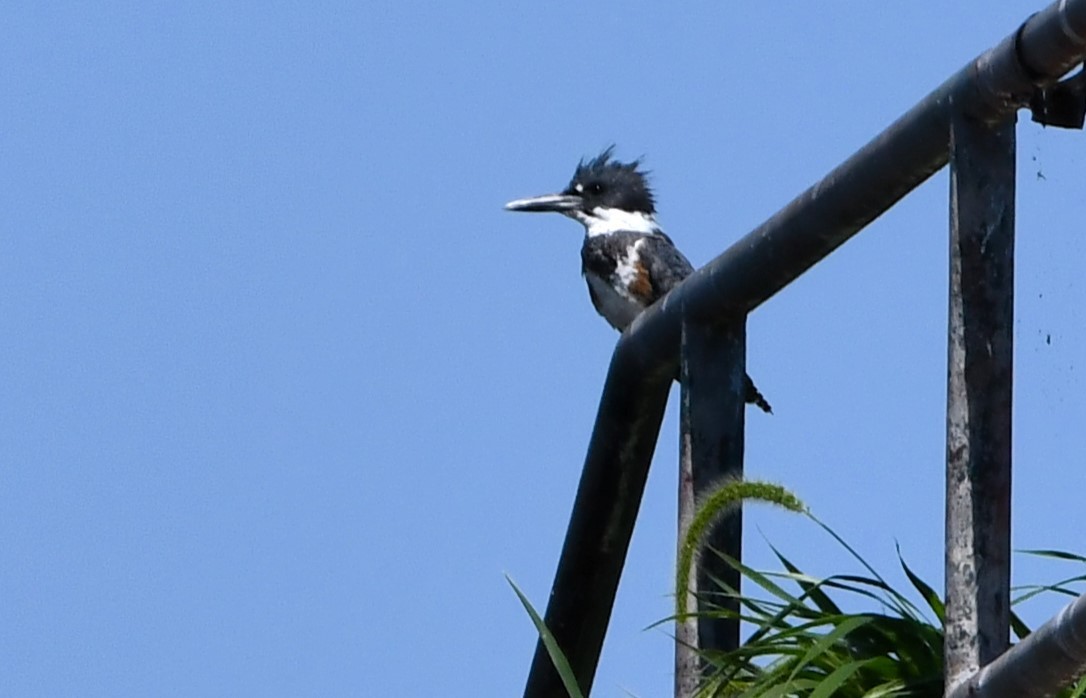 Belted Kingfisher - ML622823961