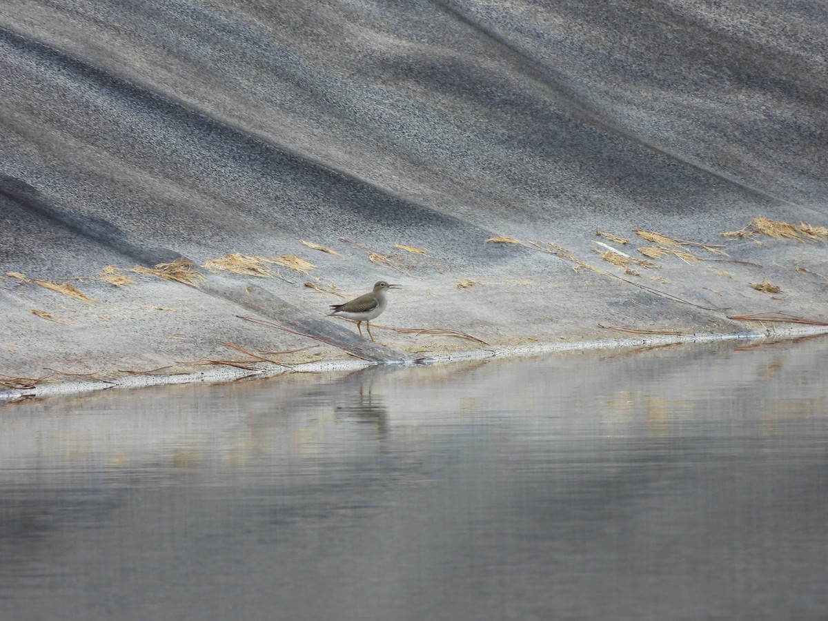 Spotted Sandpiper - ML622823977