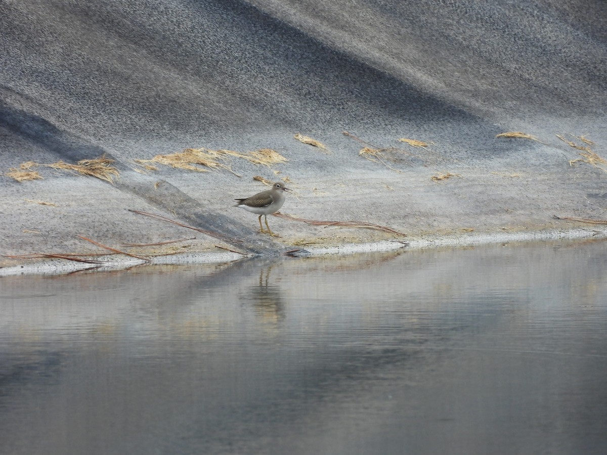 Spotted Sandpiper - ML622823978