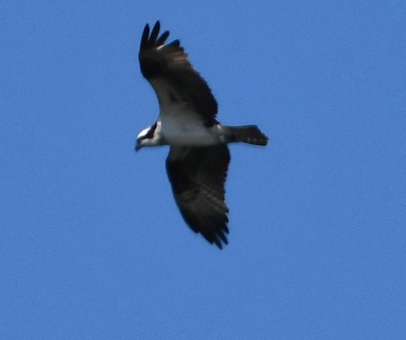 魚鷹 - ML622823982