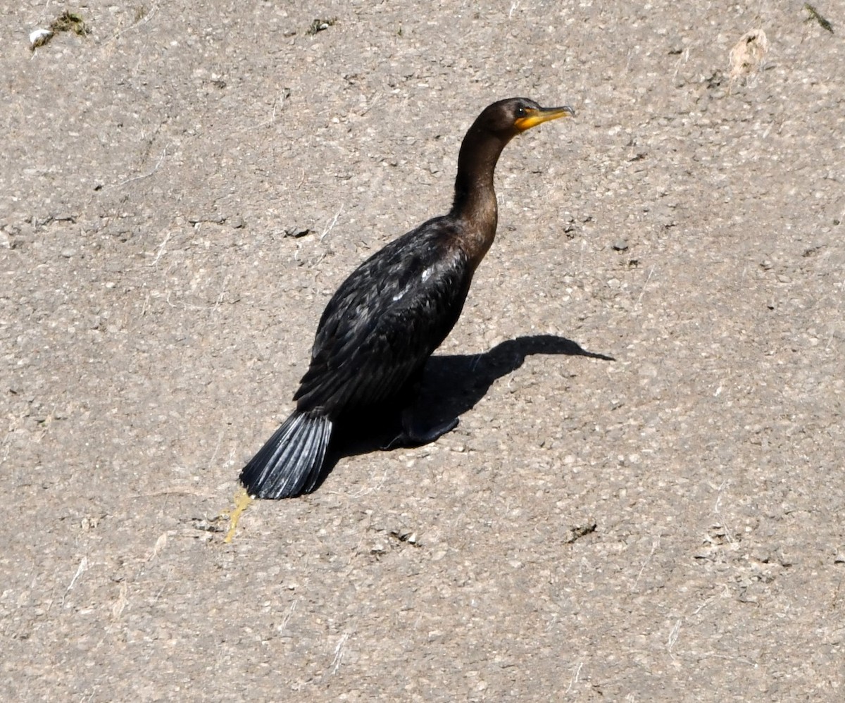 Double-crested Cormorant - ML622823997