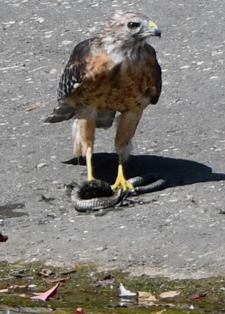 Red-shouldered Hawk - ML622824015