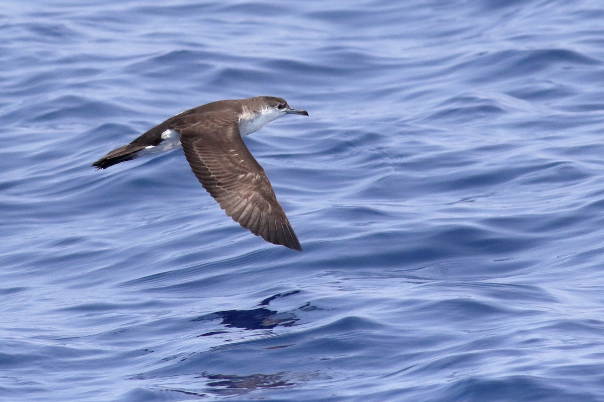 Audubon's Shearwater - ML622824045