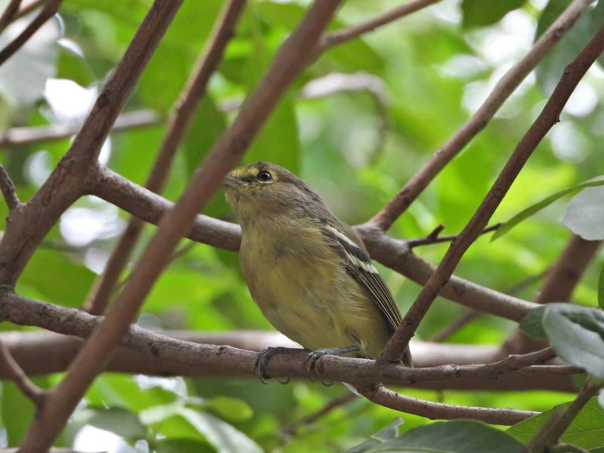 Vireo Piquigrueso - ML622824161