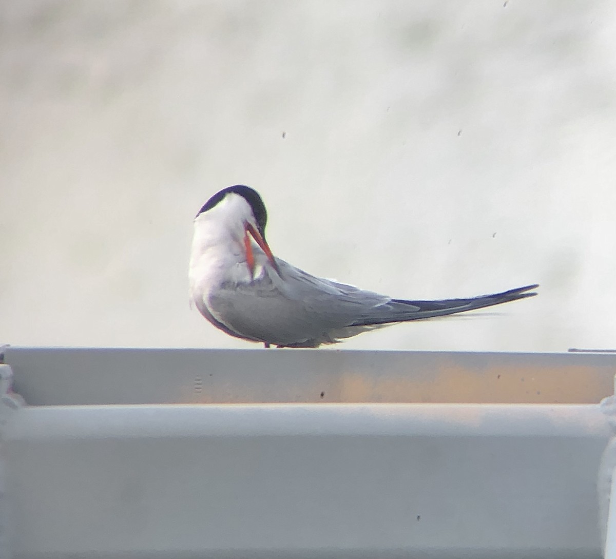 Common Tern - ML622824247