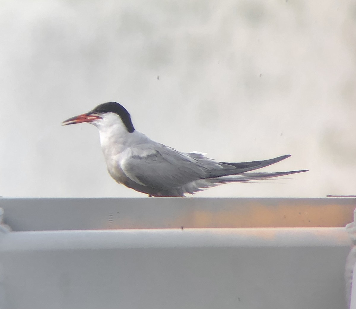 Common Tern - KZ F