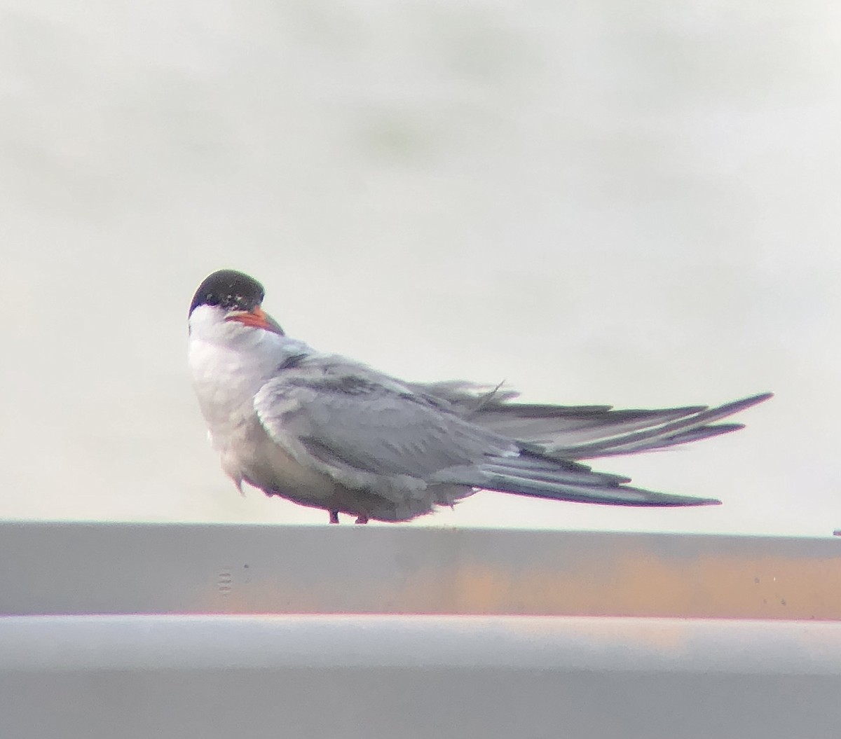 Common Tern - ML622824249