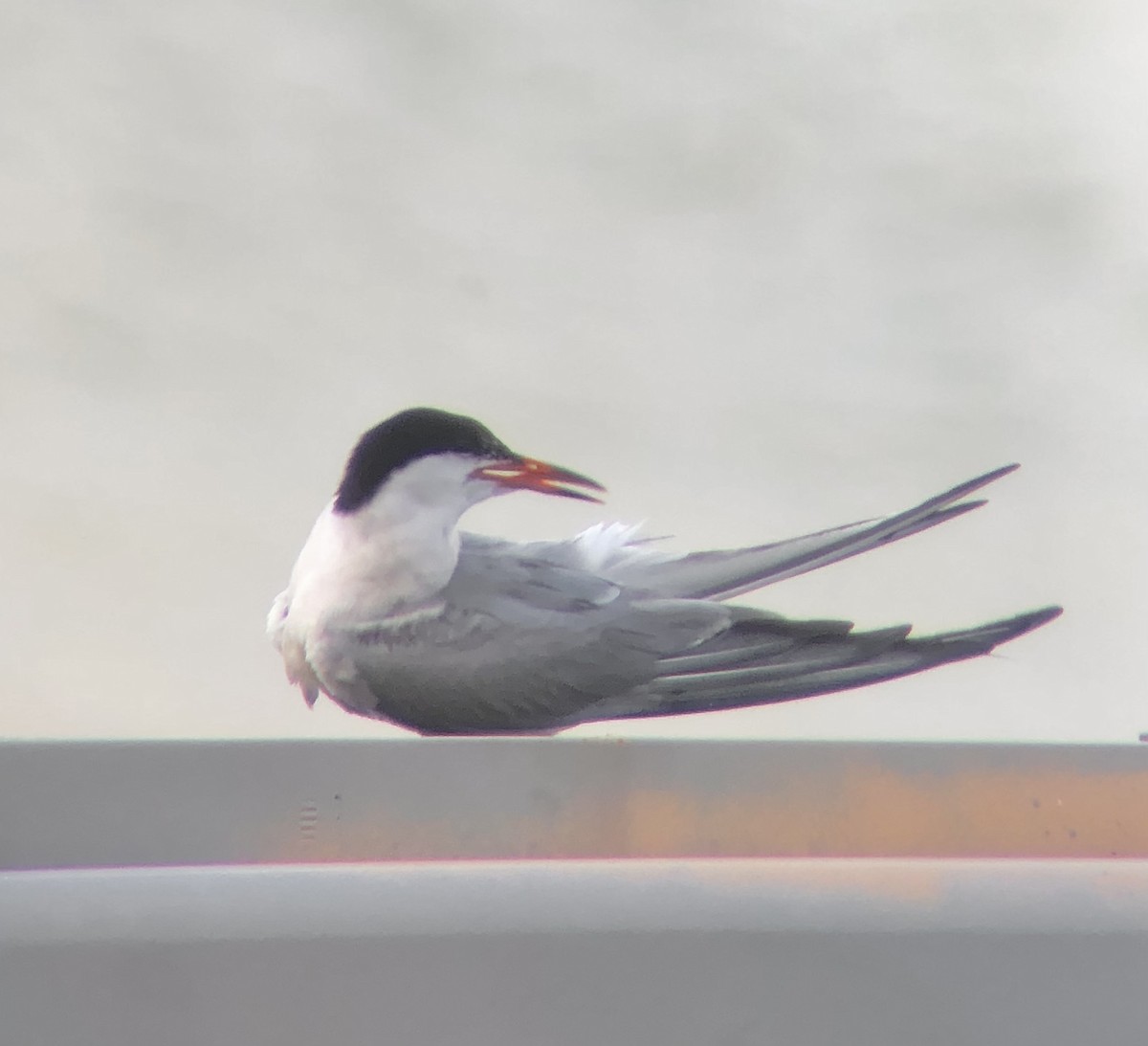 Common Tern - ML622824250