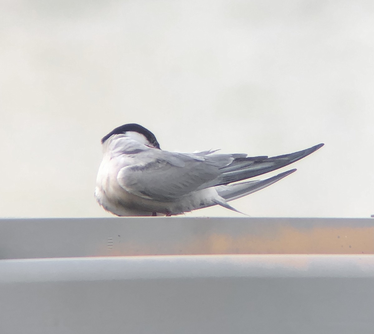 Common Tern - ML622824251