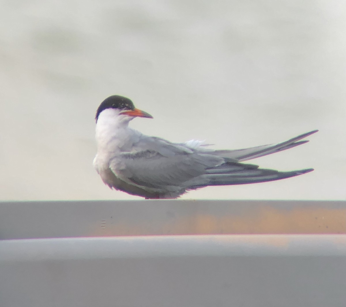 Common Tern - ML622824252