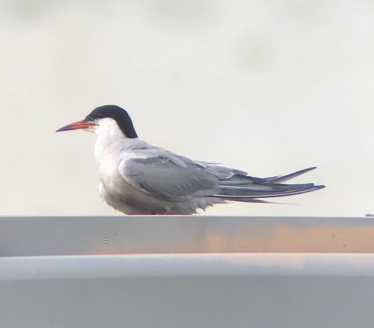 Common Tern - ML622824253