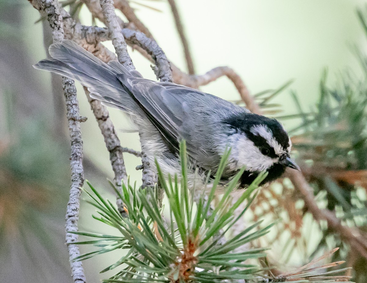 Mountain Chickadee - Chris Tosdevin