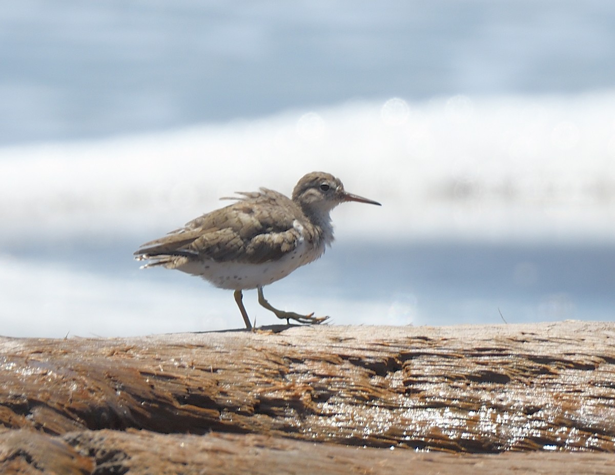 Набережник плямистий - ML622824417