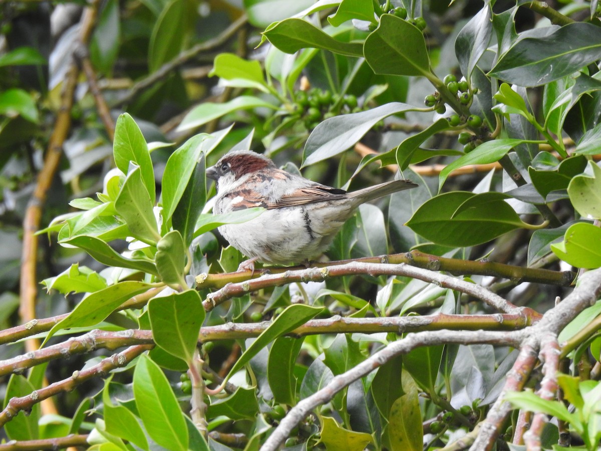 House Sparrow - ML622824418