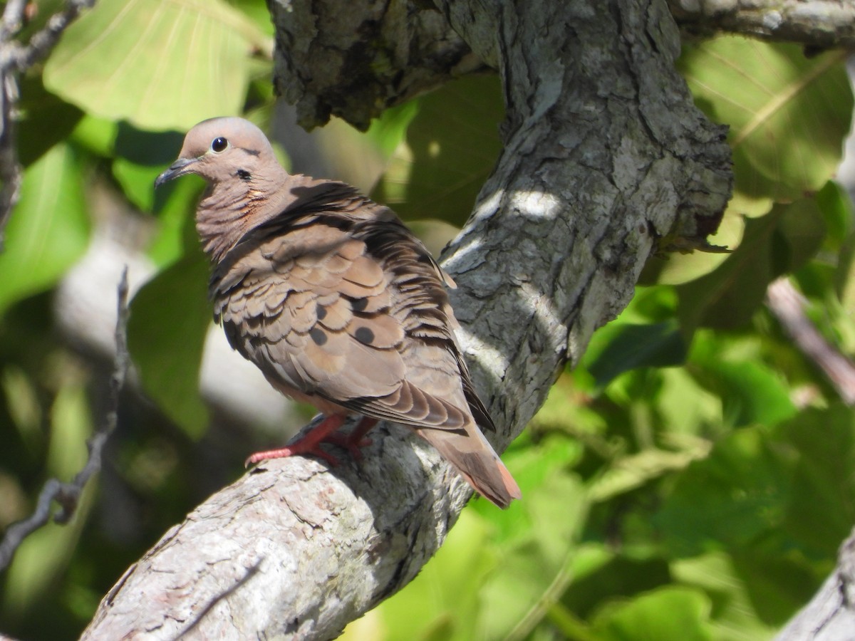 Eared Dove - ML622824445