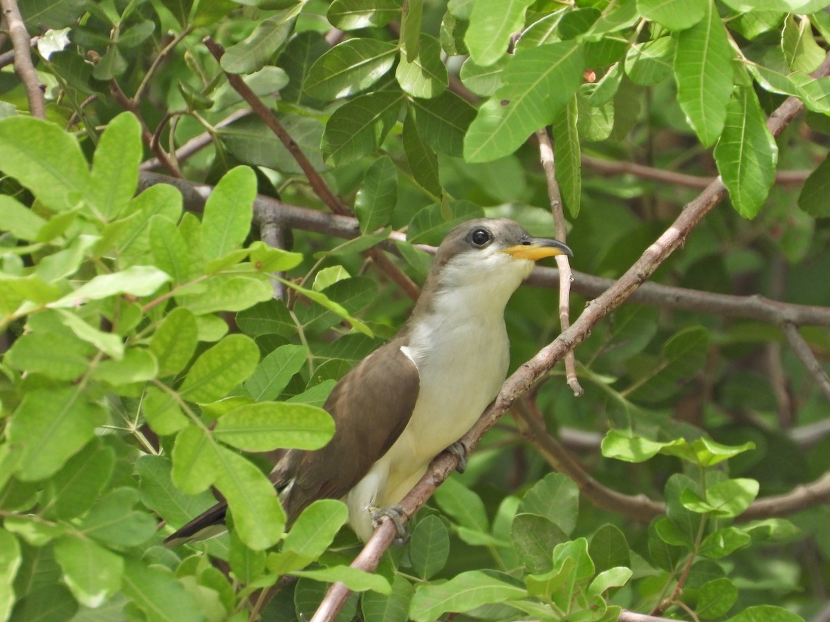 Sarı Gagalı Guguk - ML622824553