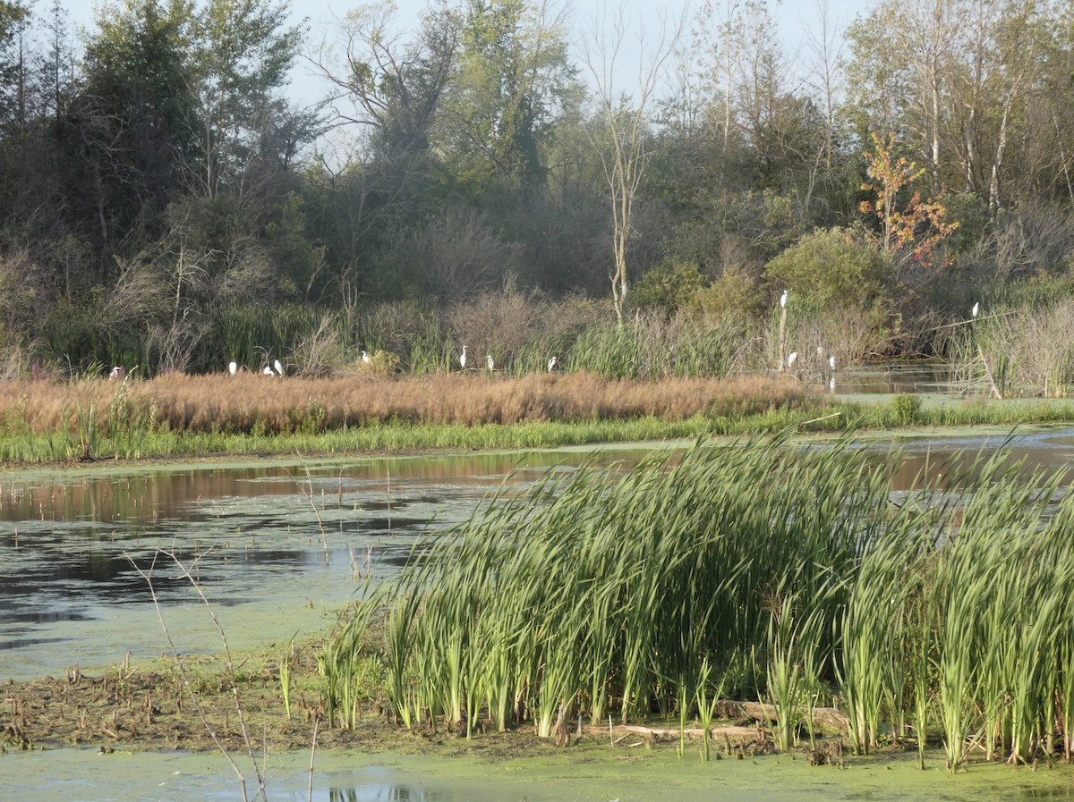 Great Egret - ML622824591