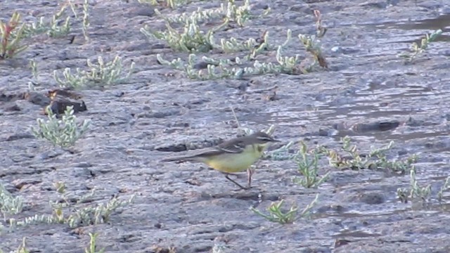 Eastern Yellow Wagtail (Eastern) - ML622824599