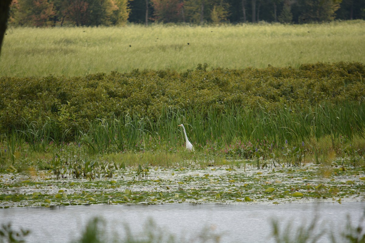 Great Egret - ML622824684