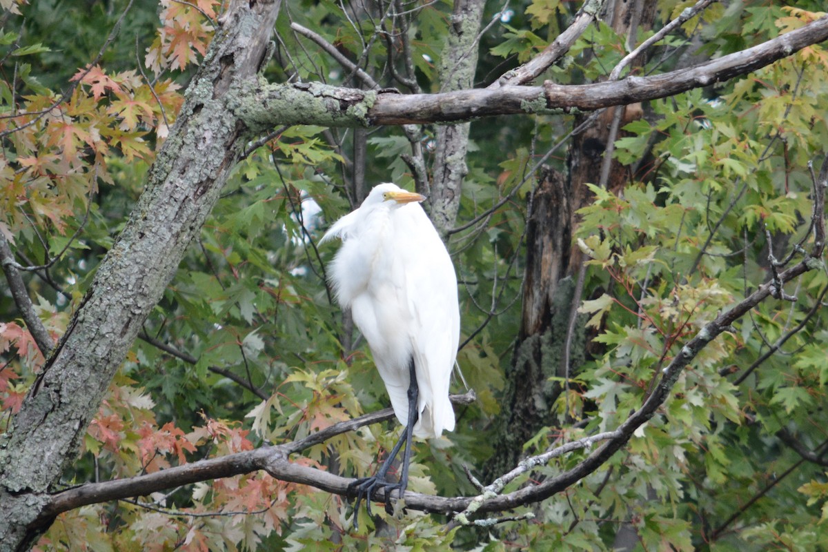 Great Egret - ML622824688