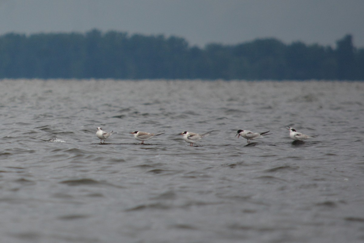 Common Tern - ML622824711