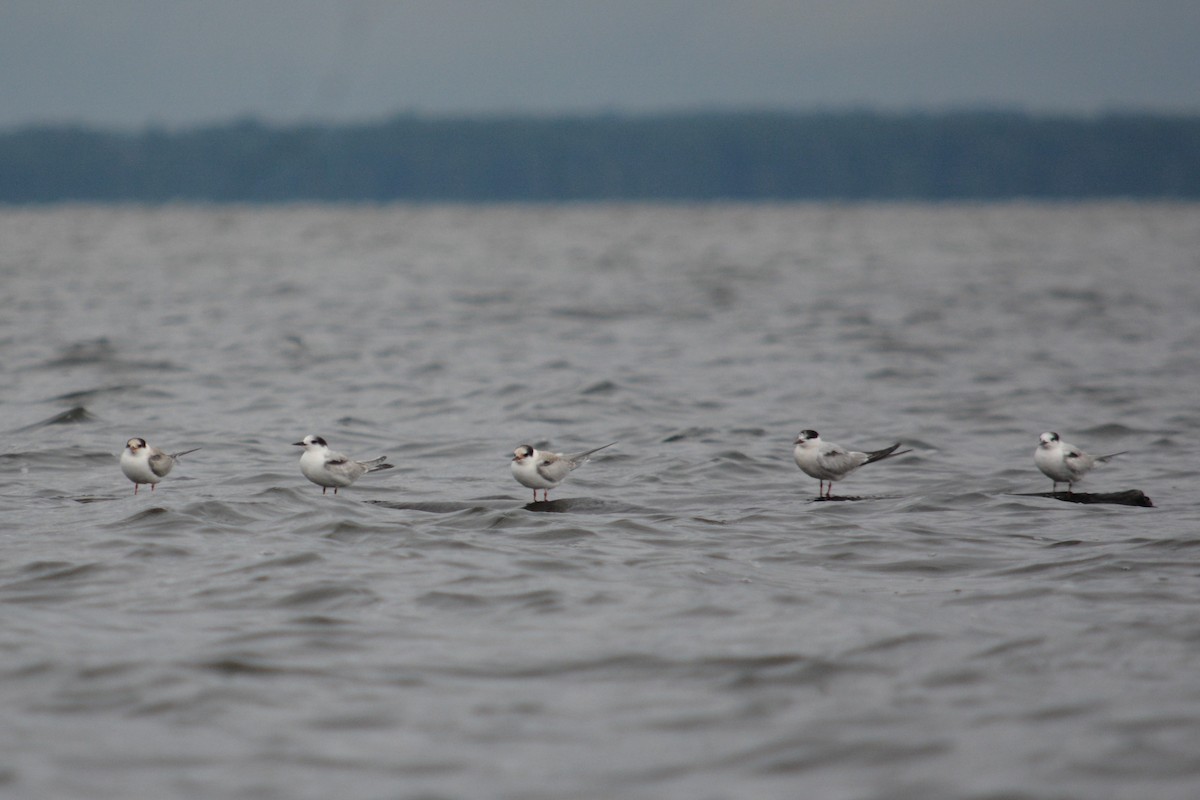 Common Tern - ML622824713