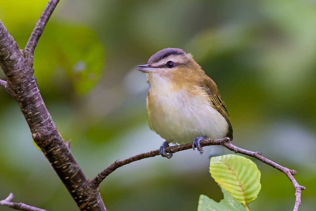 Red-eyed Vireo - ML622824742