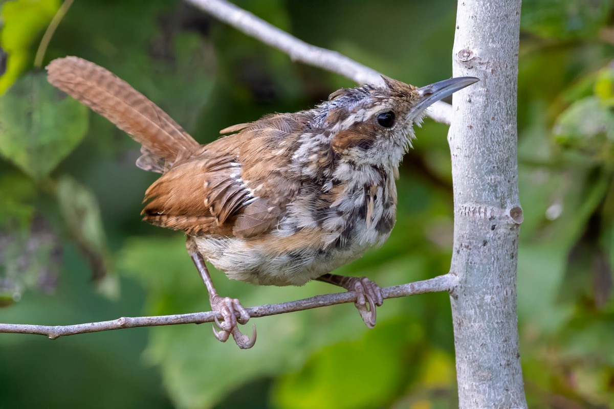 Carolina Wren - ML622824764