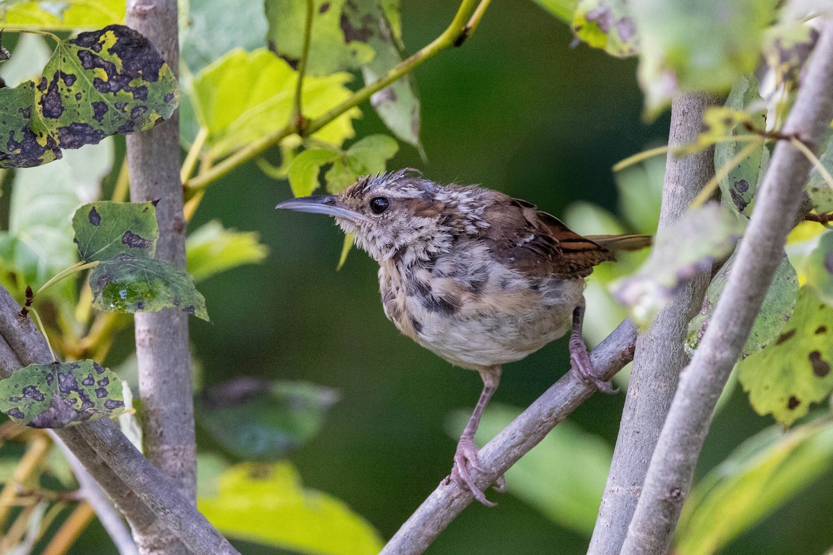 Carolina Wren - ML622824765