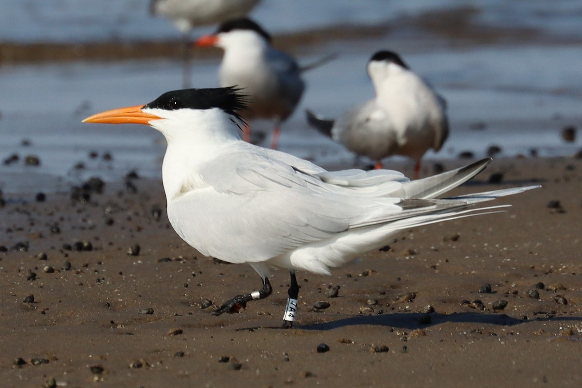 Royal Tern - ML622824767