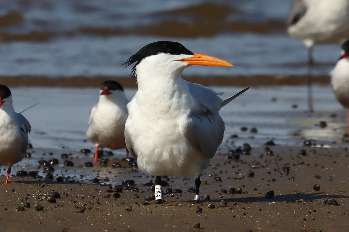 Royal Tern - ML622824769