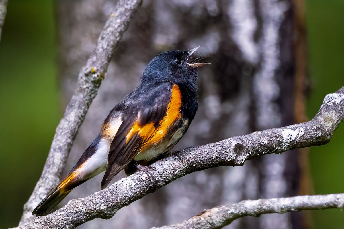 American Redstart - ML622824780