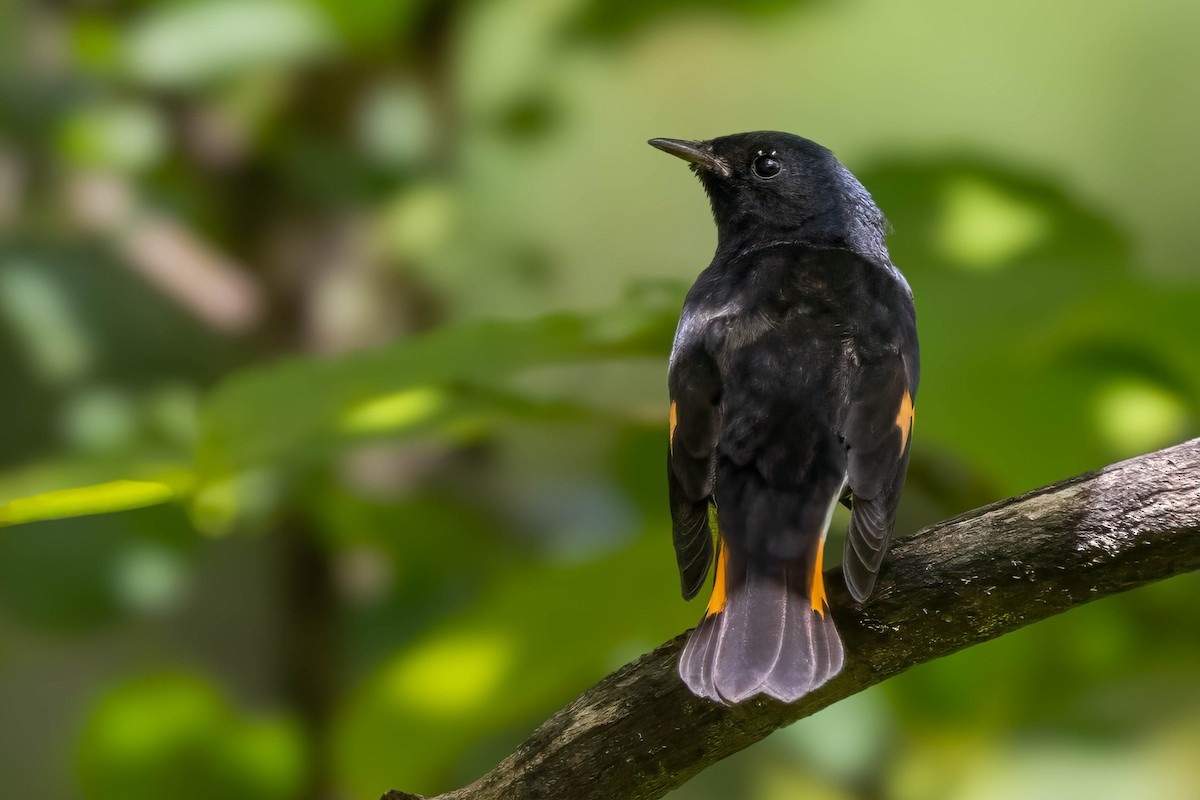 American Redstart - ML622824781