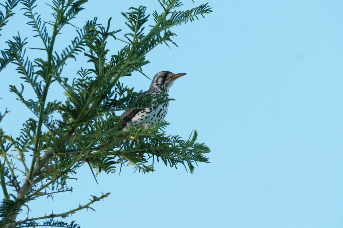 Groundscraper Thrush - ML622824809