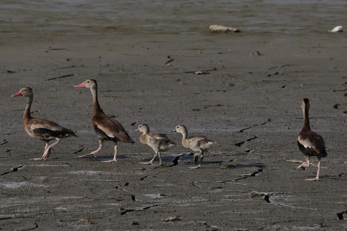 Black-bellied Whistling-Duck - Colin Howells