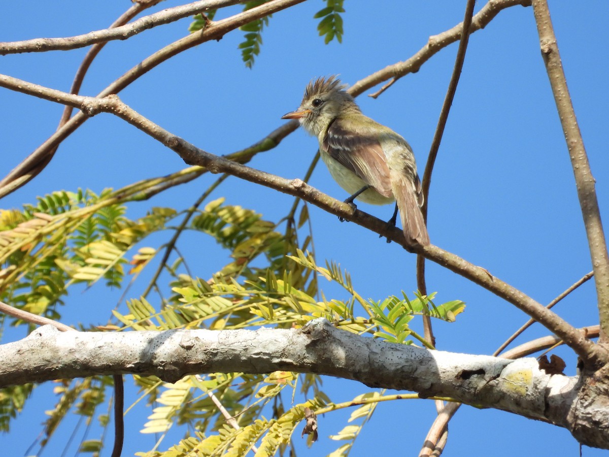 Yellow-bellied Elaenia - Freddy Jaraba Aldana