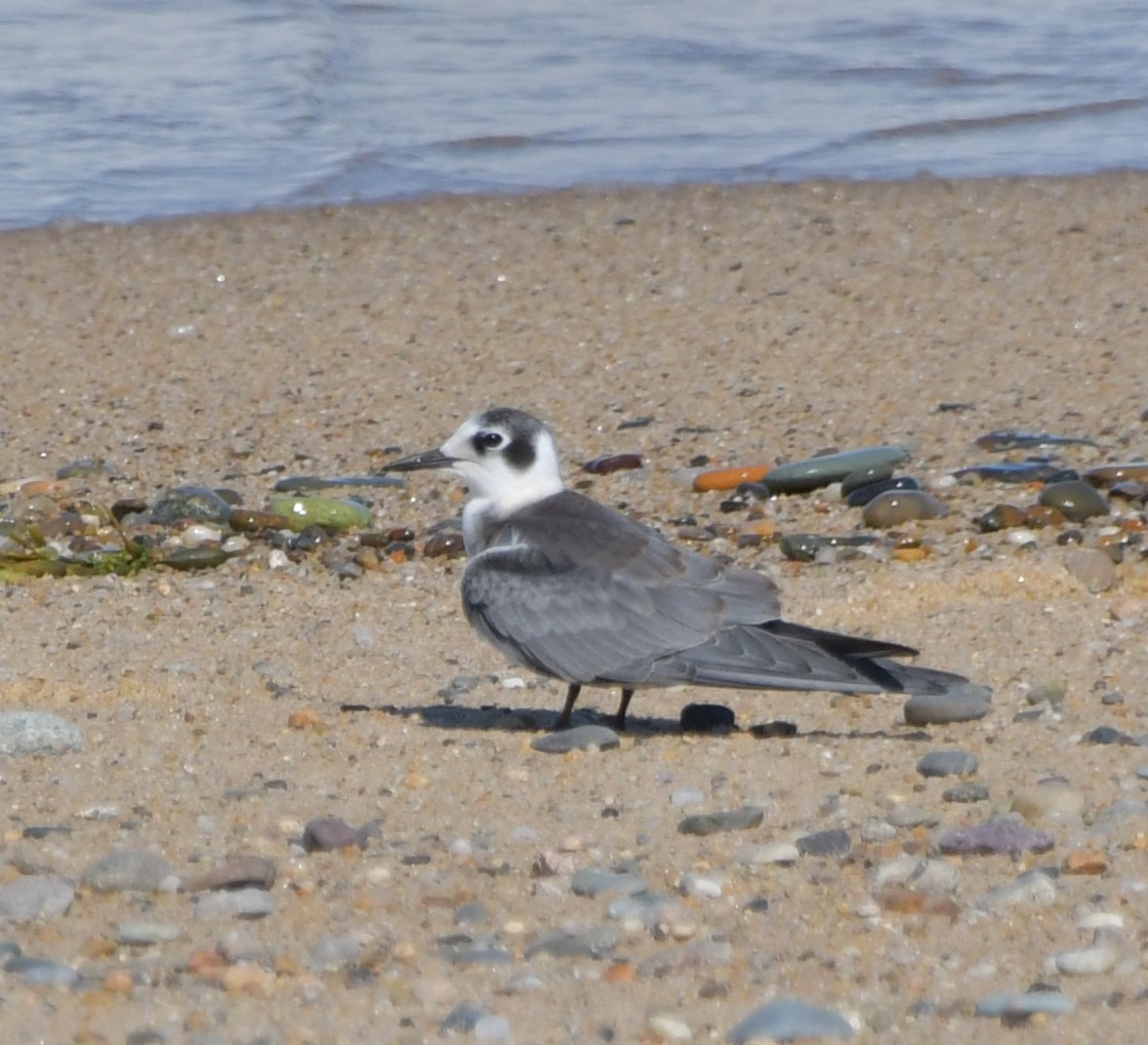 黑浮鷗 - ML622824844