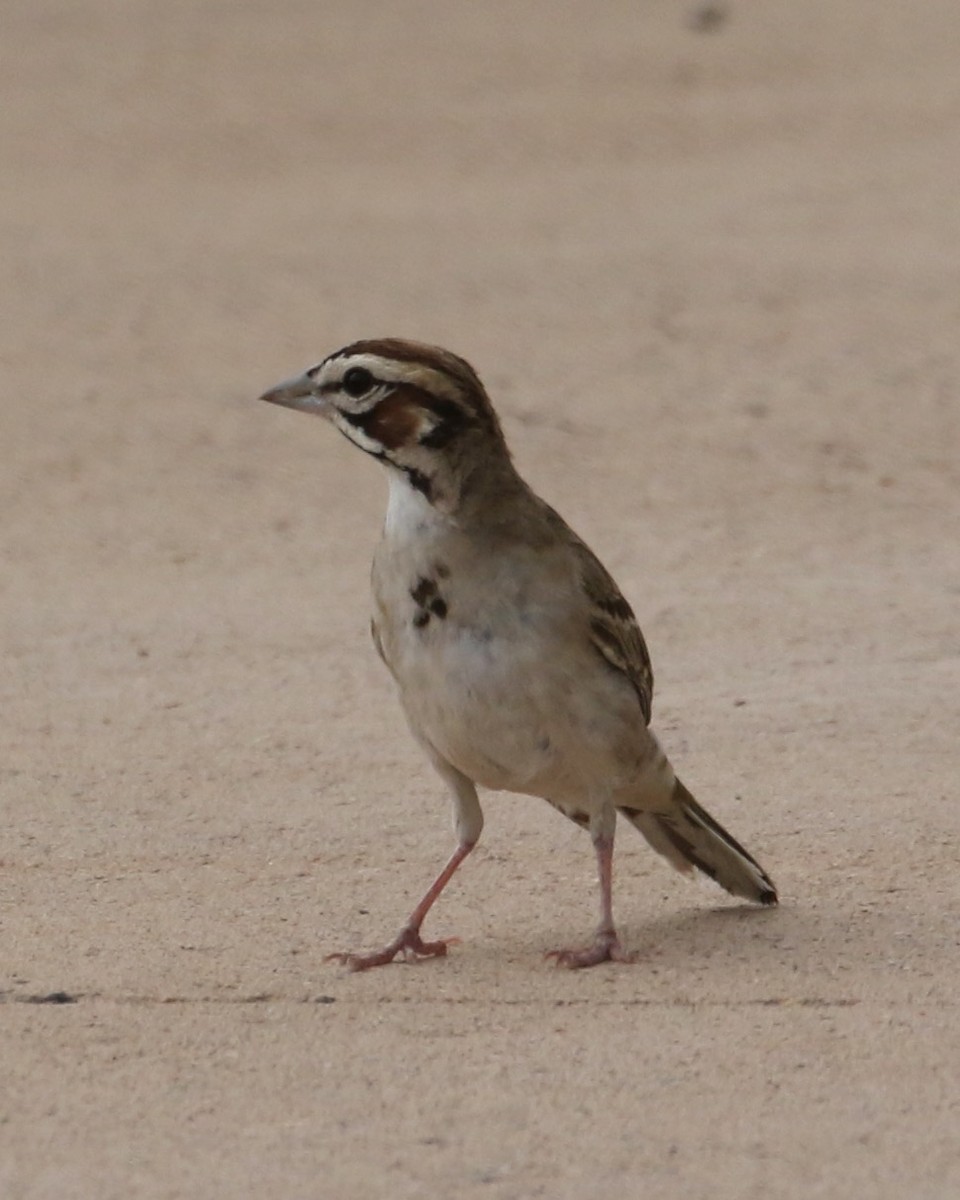 Lark Sparrow - Laurens Halsey