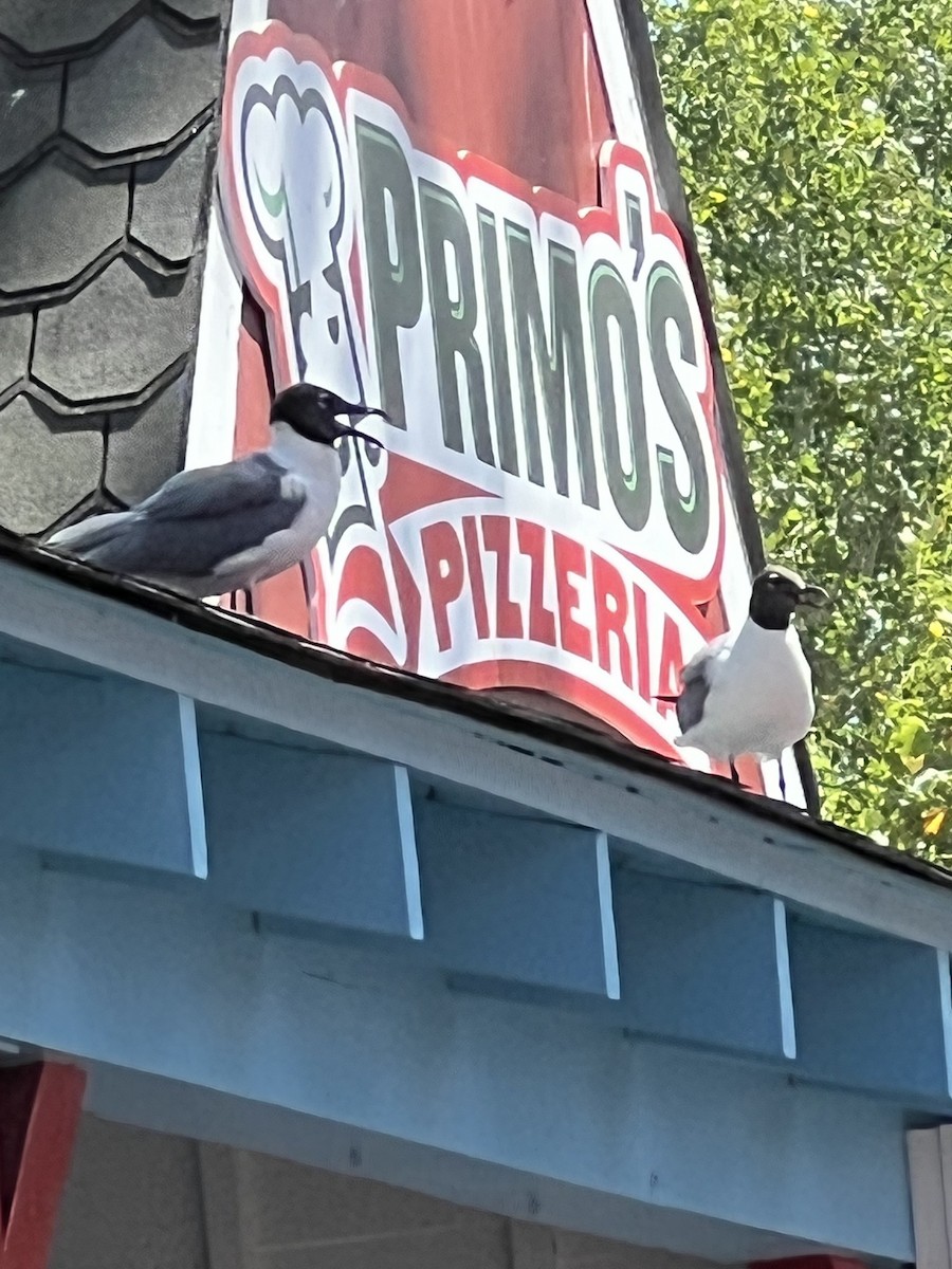 Laughing Gull - ML622824889