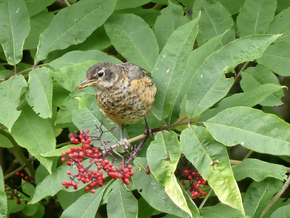 American Robin - Mary McCafferty