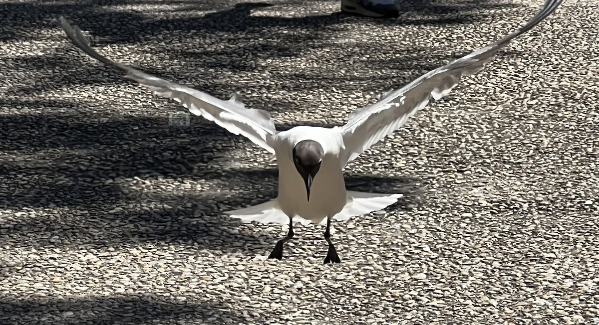 Laughing Gull - ML622824960