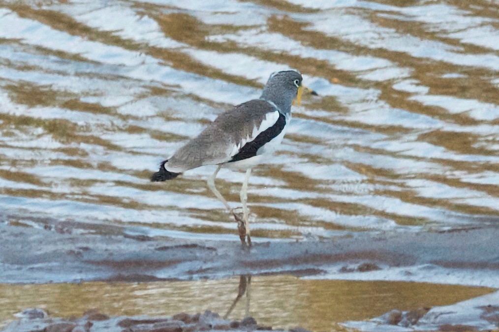 White-crowned Lapwing - ML622824964