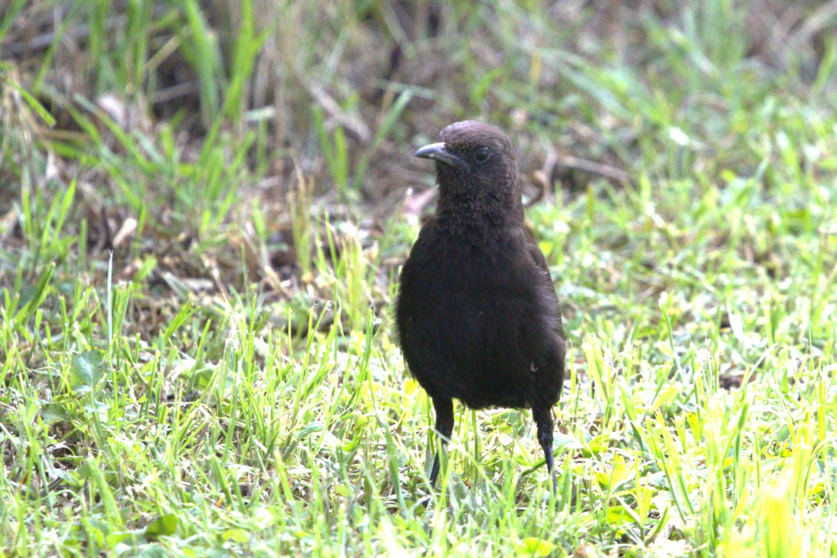 Northern Anteater-Chat - ML622824978