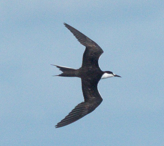 Sooty Tern - Mary Alice HAYWARD