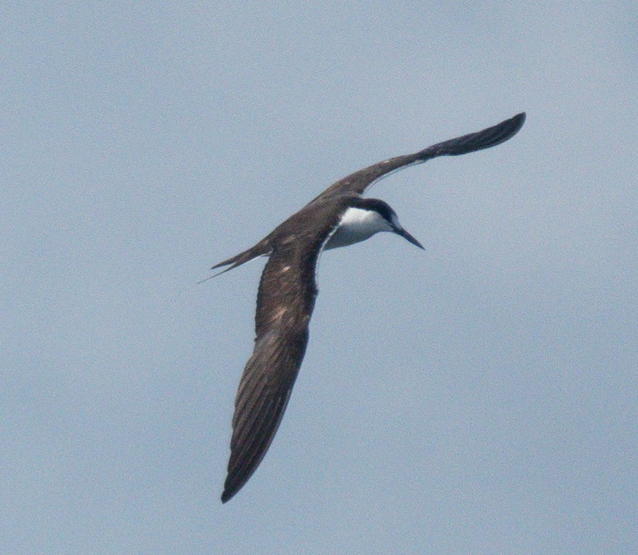 Sooty Tern - Mary Alice HAYWARD