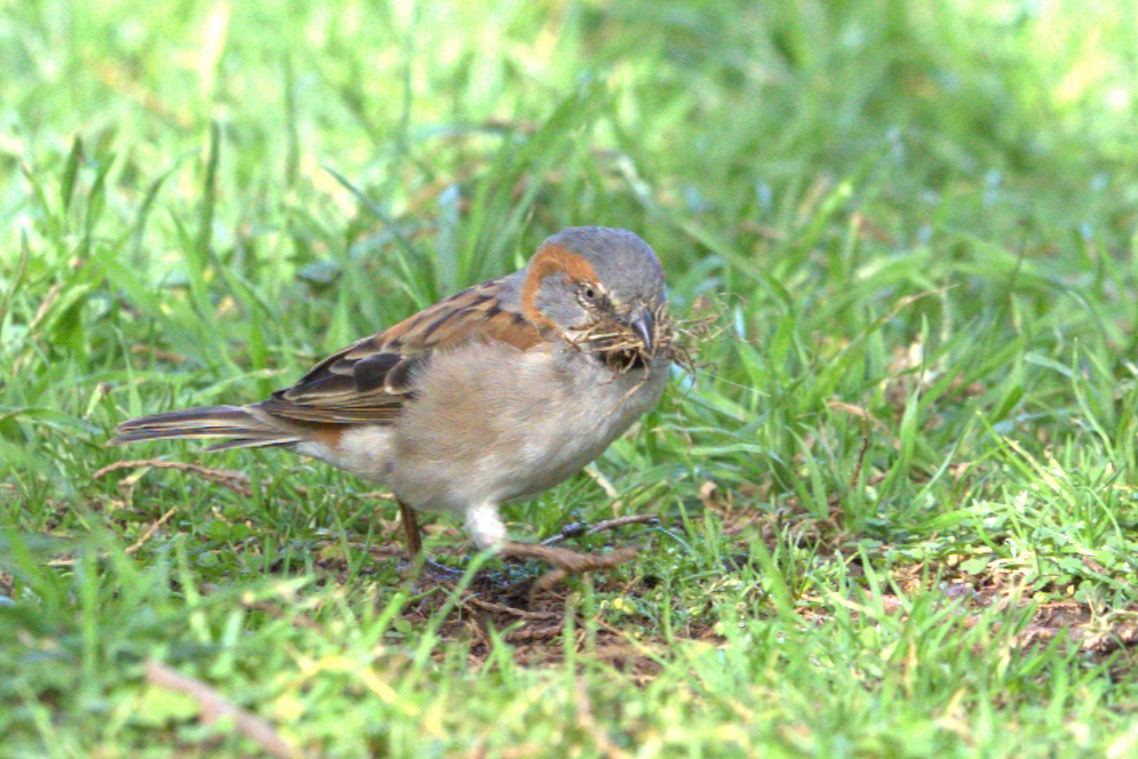 Kenya Rufous Sparrow - ML622825004