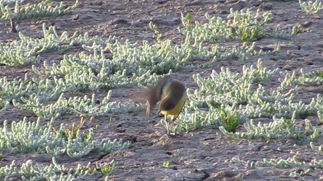 マミジロツメナガセキレイ マミジロツメナガセキレイ - 日本の野鳥識別図鑑