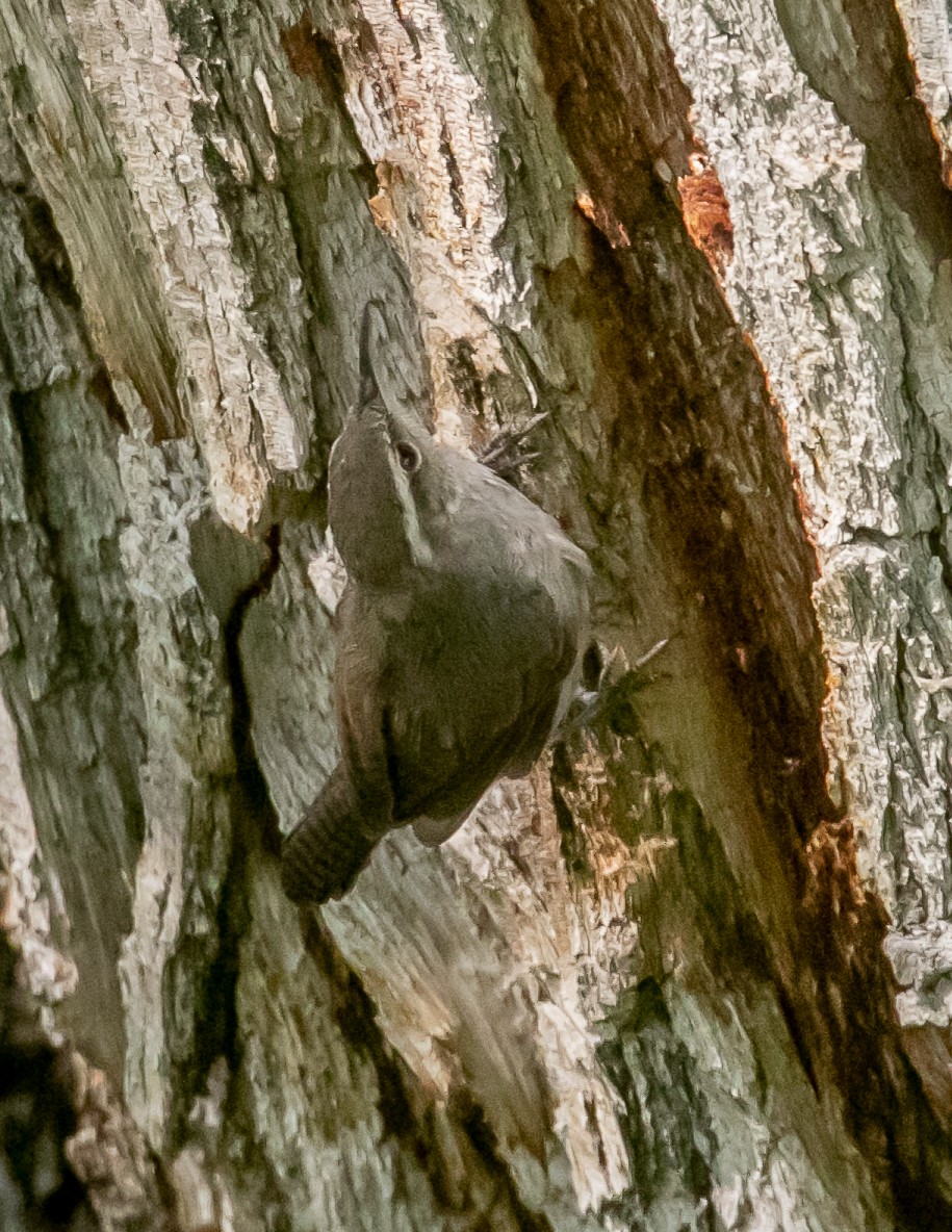 Bewick's Wren - ML622825102