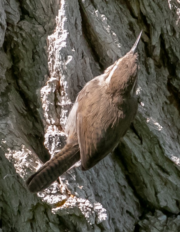 Bewick's Wren - ML622825103